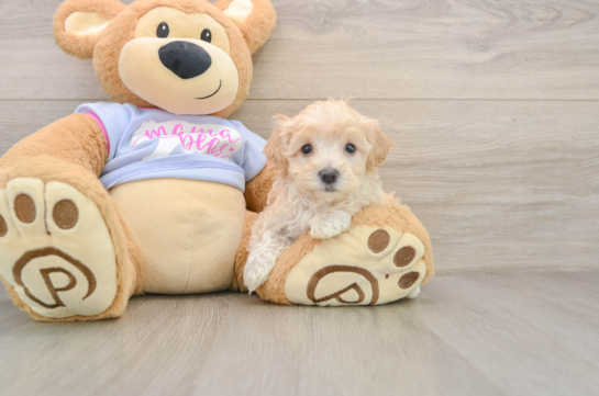 STARLITE, a Maltipoo littermate