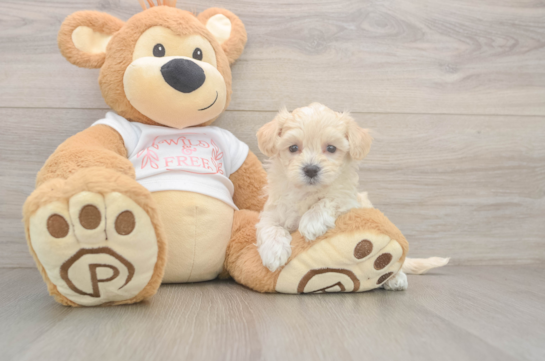 7 week old Maltipoo Puppy For Sale - Fairfield Furbabies Playful Maltese Poodle Poodle Mix Puppy