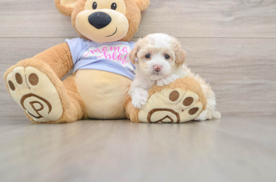 Best Maltipoo Baby