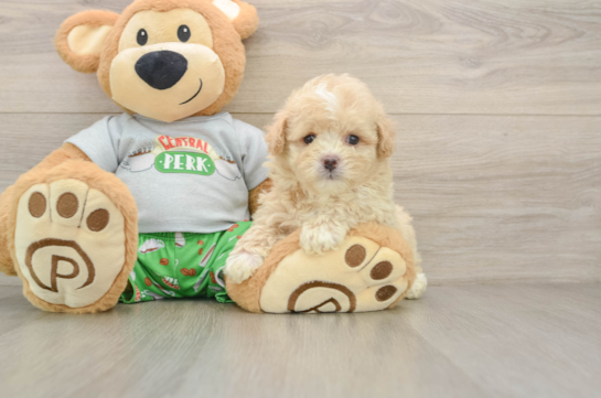 STEFANO, a Maltipoo littermate