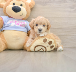 9 week old Maltipoo Puppy For Sale - Fairfield Furbabies