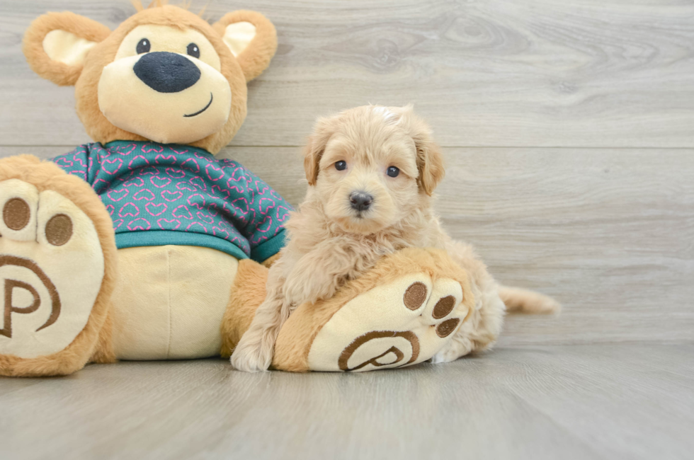 7 week old Maltipoo Puppy For Sale - Fairfield Furbabies