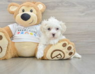 8 week old Maltipoo Puppy For Sale - Fairfield Furbabies