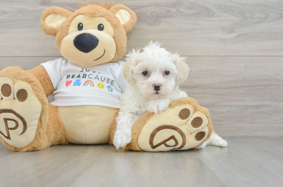 8 week old Maltipoo Puppy For Sale - Fairfield Furbabies