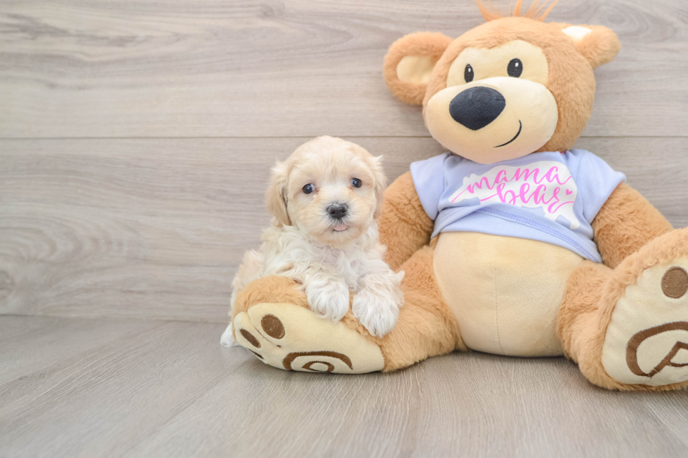 Smart Maltipoo Poodle Mix Pup