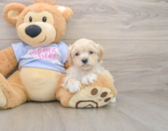 10 week old Maltipoo Puppy For Sale - Fairfield Furbabies
