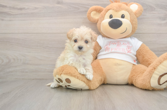 7 week old Maltipoo Puppy For Sale - Fairfield Furbabies Maltipoo Puppy for Adoption