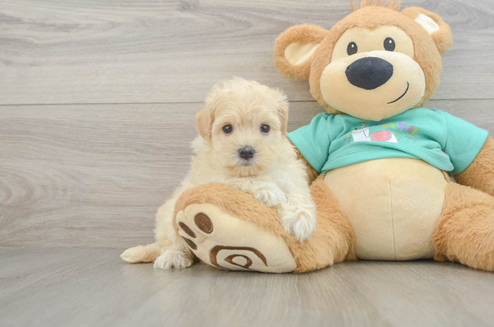 7 week old Maltipoo Puppy For Sale - Fairfield Furbabies