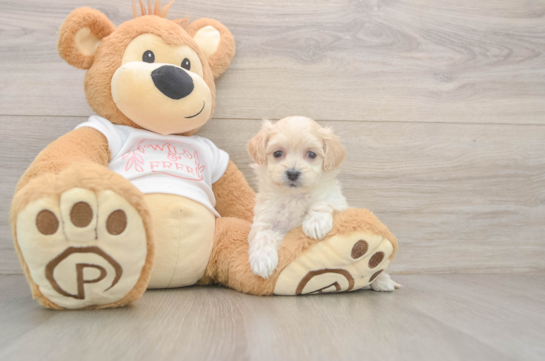 7 week old Maltipoo Puppy For Sale - Fairfield Furbabies Maltipoo Puppy for Adoption