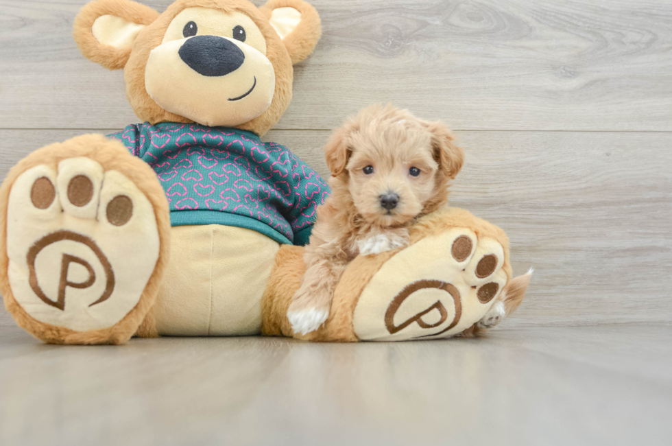 7 week old Maltipoo Puppy For Sale - Fairfield Furbabies