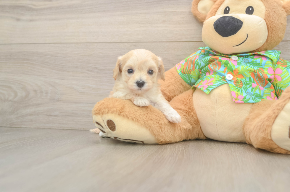 5 week old Maltipoo Puppy For Sale - Fairfield Furbabies