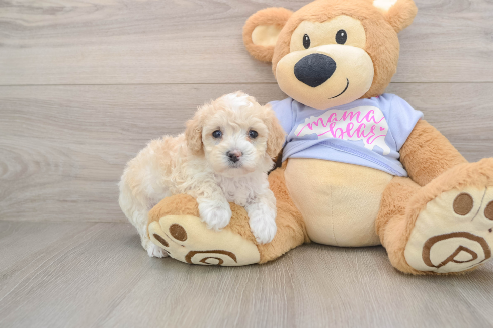 Maltipoo Puppy for Adoption