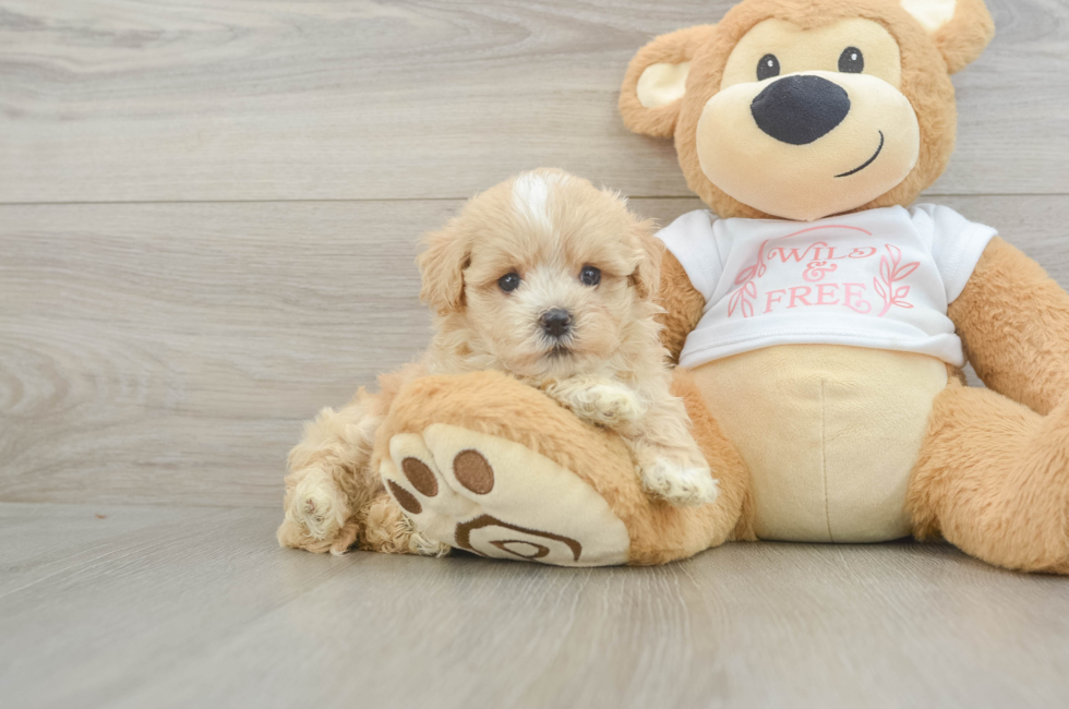 6 week old Maltipoo Puppy For Sale - Fairfield Furbabies