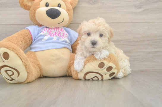 8 week old Maltipoo Puppy For Sale - Fairfield Furbabies Cute Maltipoo Baby