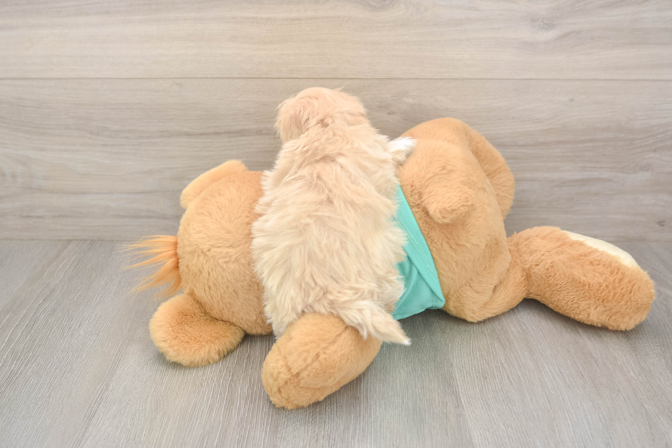 Friendly Maltipoo Baby