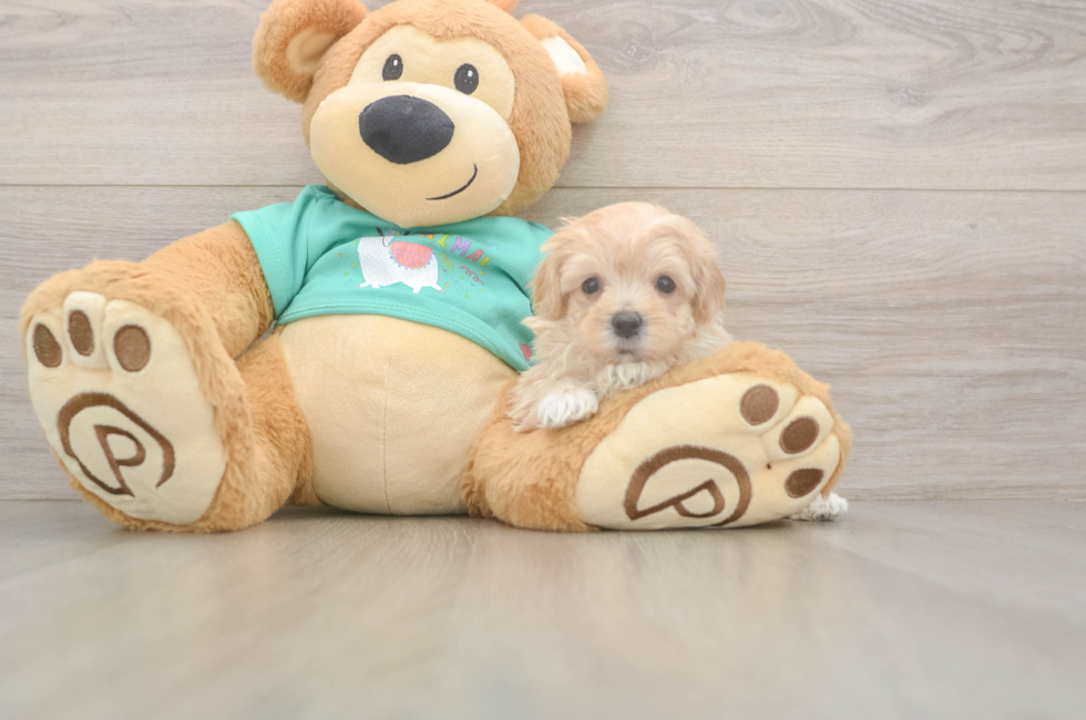 7 week old Maltipoo Puppy For Sale - Fairfield Furbabies