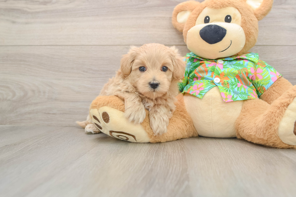 Maltipoo Pup Being Cute