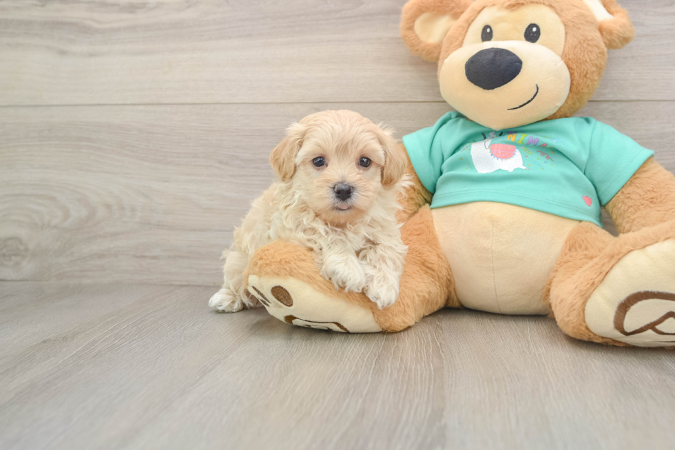 Maltipoo Puppy for Adoption