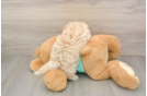 Friendly Maltipoo Baby