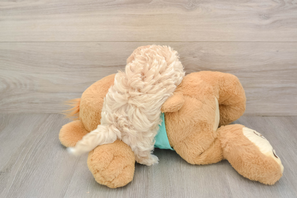 Friendly Maltipoo Baby