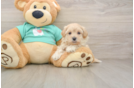 Best Maltipoo Baby