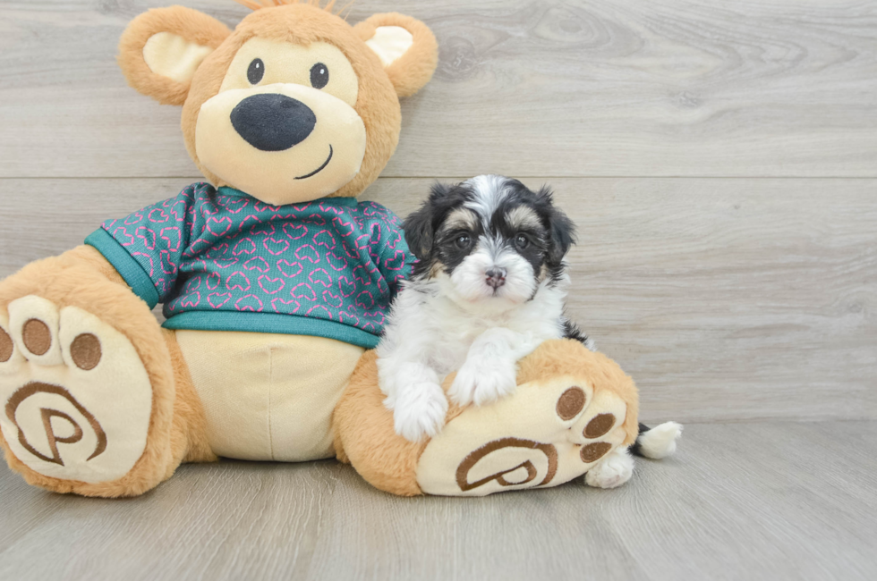 5 week old Maltipoo Puppy For Sale - Fairfield Furbabies