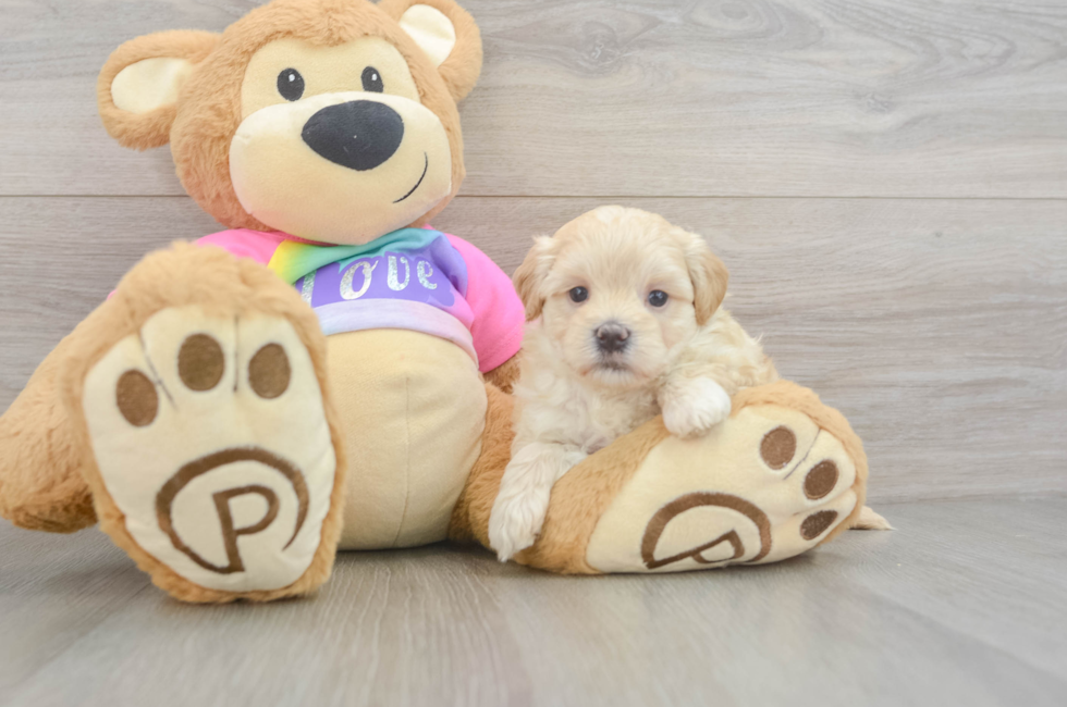 6 week old Maltipoo Puppy For Sale - Fairfield Furbabies