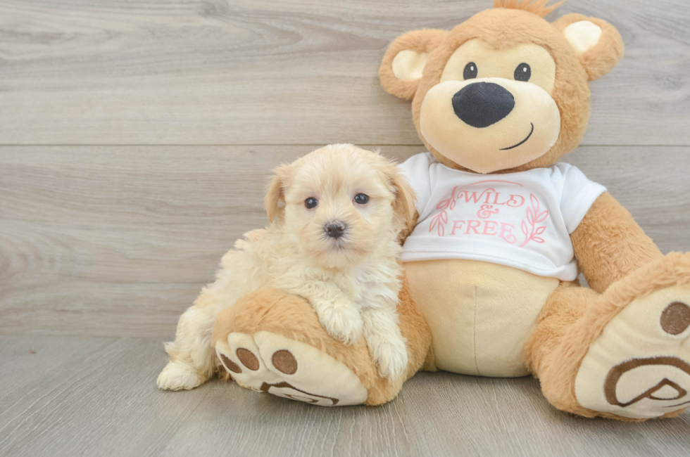 6 week old Maltipoo Puppy For Sale - Fairfield Furbabies