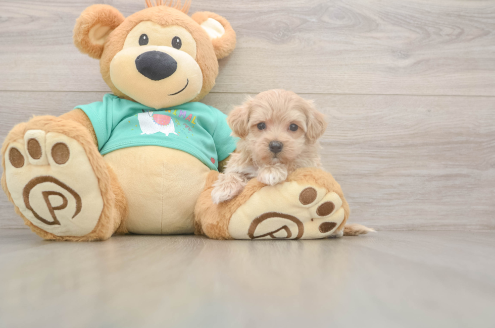 7 week old Maltipoo Puppy For Sale - Fairfield Furbabies