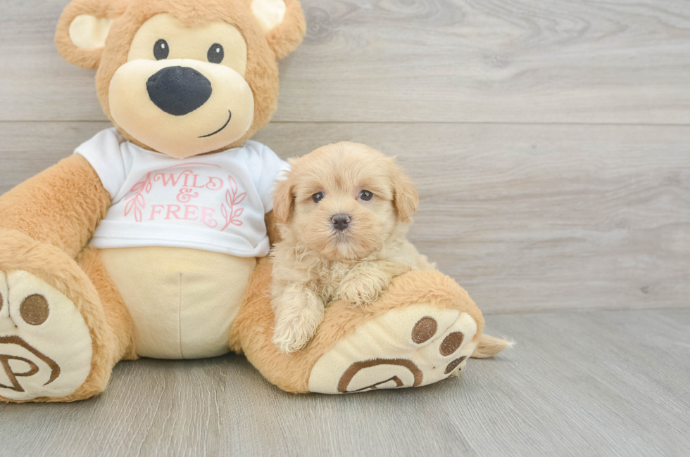 6 week old Maltipoo Puppy For Sale - Fairfield Furbabies