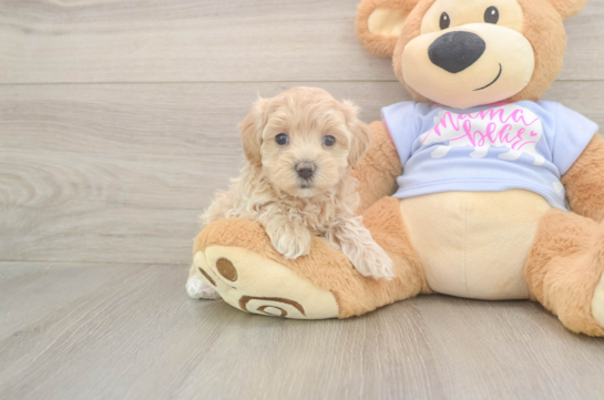 8 week old Maltipoo Puppy For Sale - Fairfield Furbabies Funny Maltipoo Poodle Mix Pup