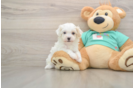 Playful Maltidoodle Poodle Mix Puppy
