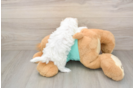 Best Maltipoo Baby