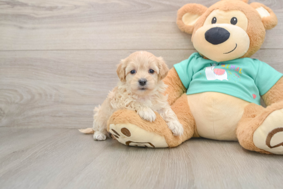Best Maltipoo Baby