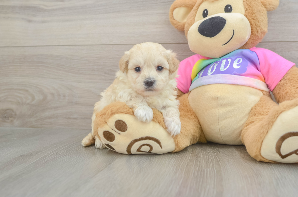 6 week old Maltipoo Puppy For Sale - Fairfield Furbabies