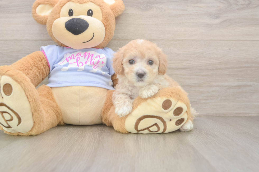 8 week old Maltipoo Puppy For Sale - Fairfield Furbabies