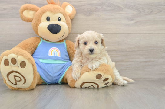 Energetic Maltepoo Poodle Mix Puppy