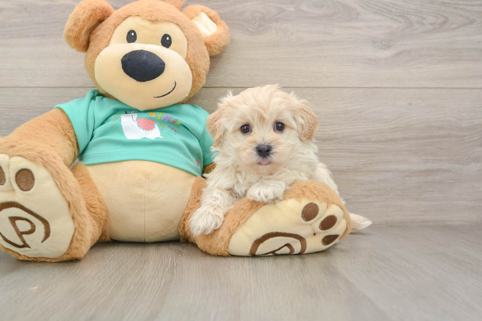 Best Maltipoo Baby