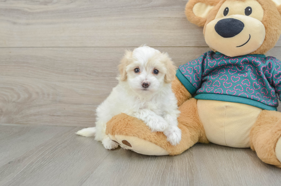 5 week old Maltipoo Puppy For Sale - Fairfield Furbabies
