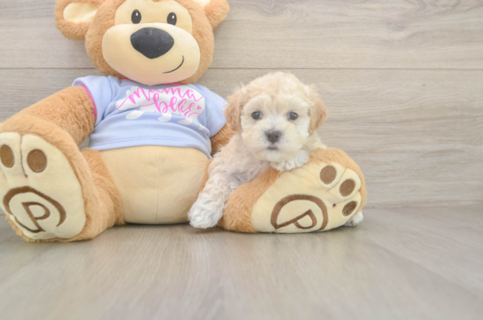 8 week old Maltipoo Puppy For Sale - Fairfield Furbabies Cute Maltipoo Baby