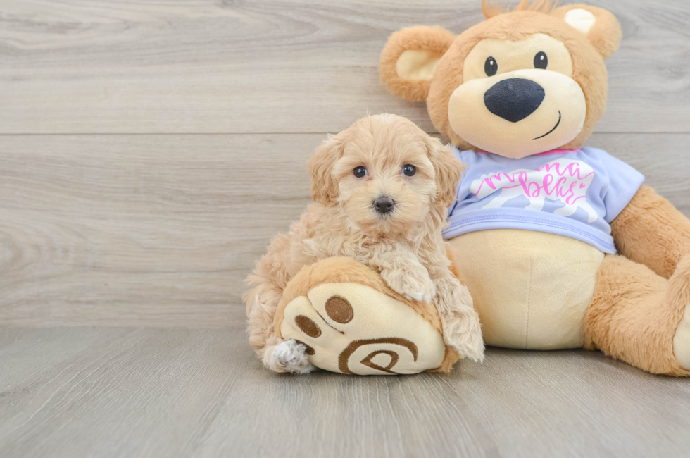 7 week old Maltipoo Puppy For Sale - Fairfield Furbabies