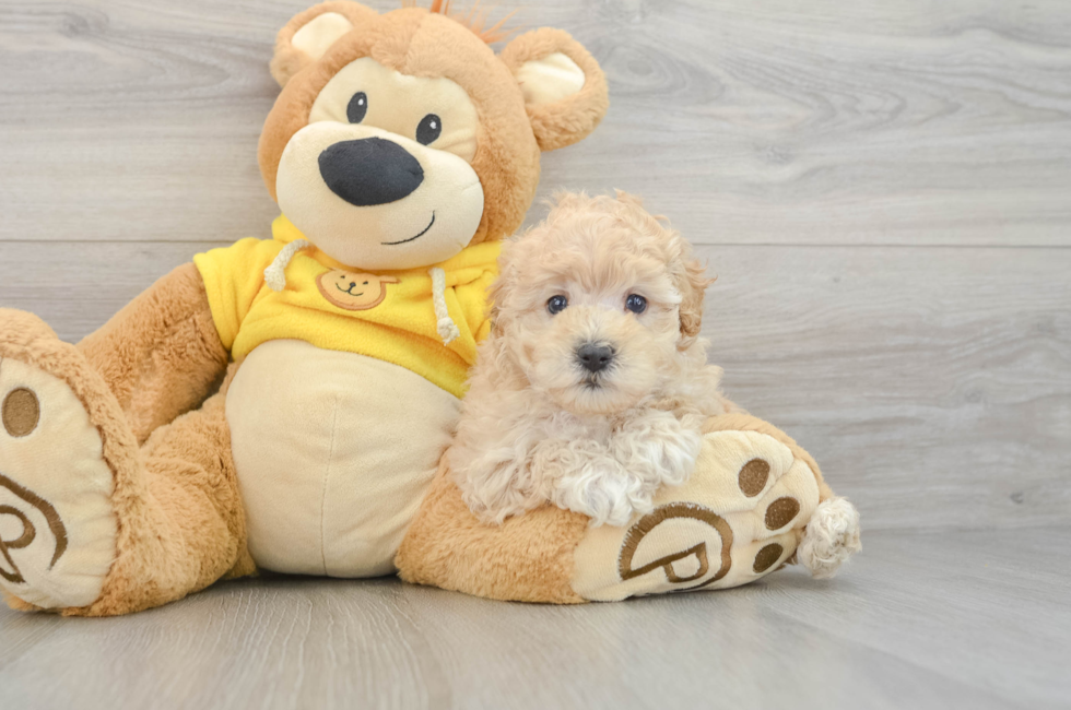7 week old Maltipoo Puppy For Sale - Fairfield Furbabies