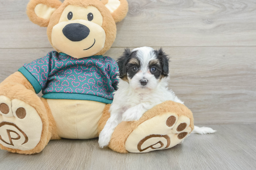 5 week old Maltipoo Puppy For Sale - Fairfield Furbabies