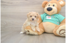 Maltipoo Pup Being Cute