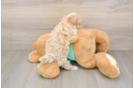 Maltipoo Puppy for Adoption