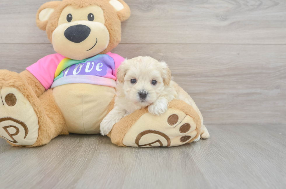 6 week old Maltipoo Puppy For Sale - Fairfield Furbabies