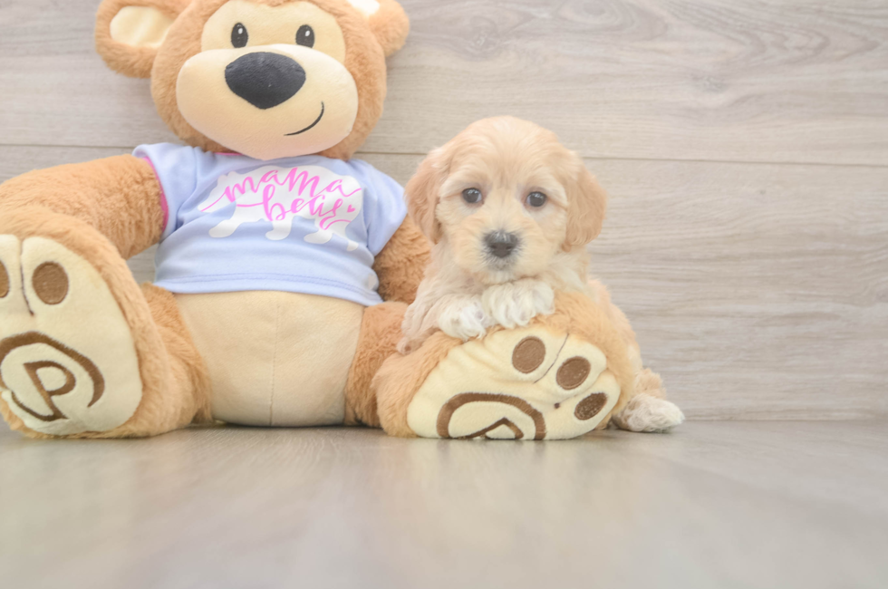 8 week old Maltipoo Puppy For Sale - Fairfield Furbabies