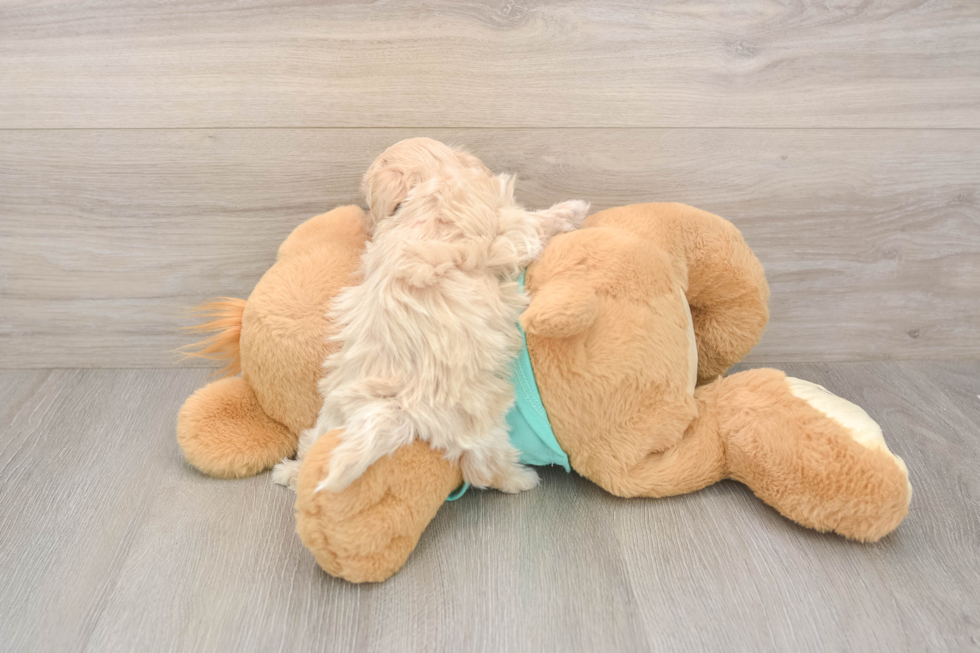 Funny Maltipoo Poodle Mix Pup