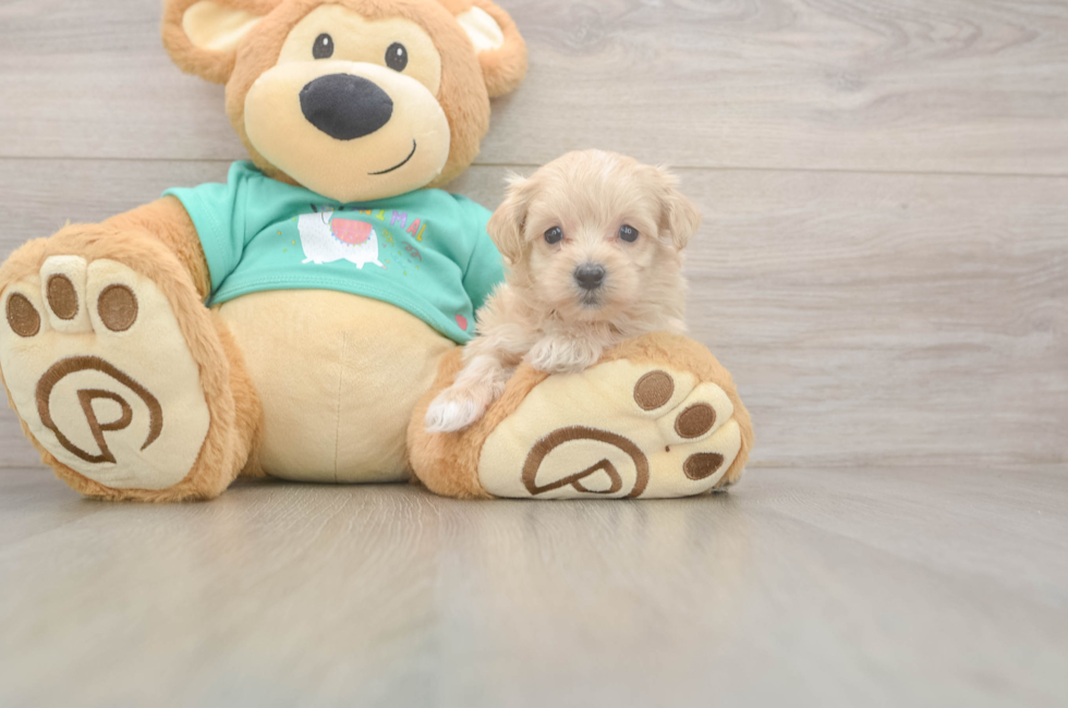 7 week old Maltipoo Puppy For Sale - Fairfield Furbabies