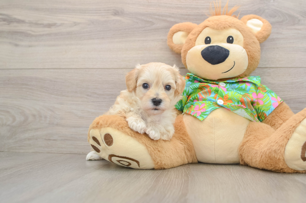 Little Moodle Poodle Mix Puppy